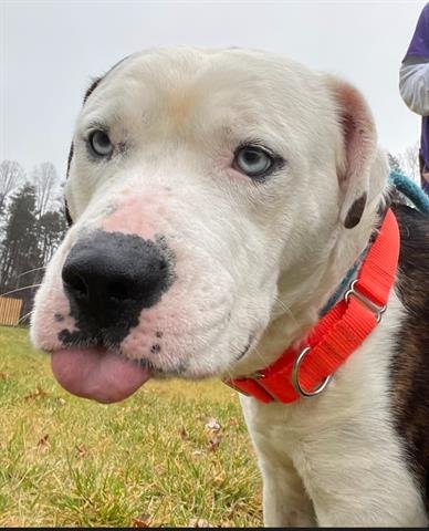 adoptable Dog in Greensboro, NC named DUKE