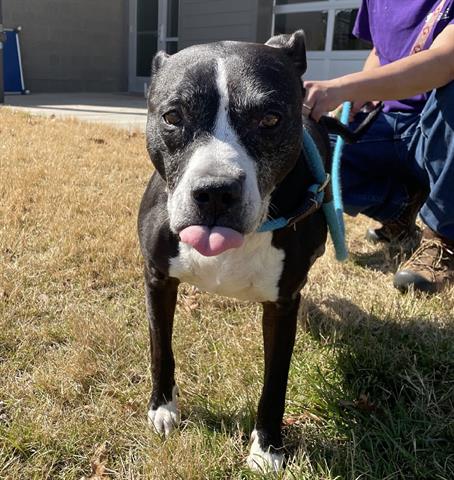 adoptable Dog in Greensboro, NC named KAVI