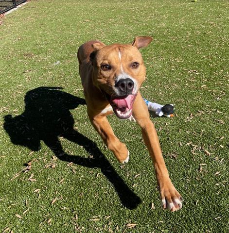 adoptable Dog in Greensboro, NC named SKIPPER