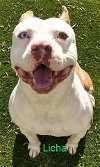 adoptable Dog in greensboro, NC named LICHA