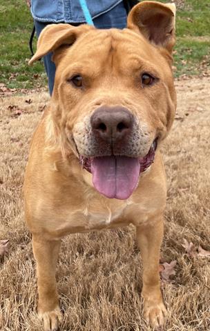 adoptable Dog in Greensboro, NC named THUNDER