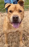 adoptable Dog in greensboro, NC named THUNDER