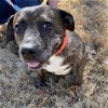 adoptable Dog in greensboro, NC named RENEA