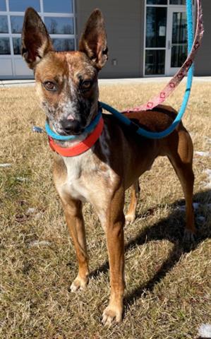 adoptable Dog in Greensboro, NC named ZABBAR