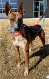 adoptable Dog in greensboro, NC named ZABBAR