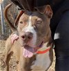 adoptable Dog in greensboro, NC named LACY