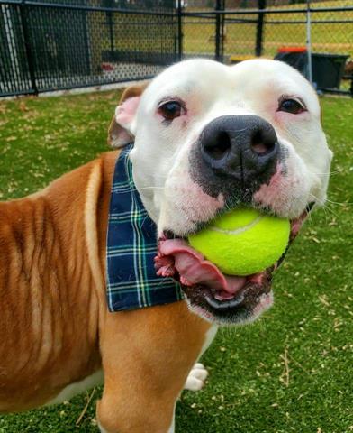 adoptable Dog in Greensboro, NC named BIGBY