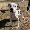 adoptable Dog in Greensboro, NC named AVON