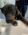 adoptable Dog in greensboro, NC named JUNO