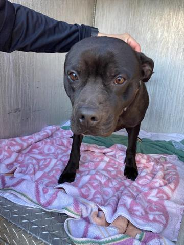 adoptable Dog in Greensboro, NC named BOBA