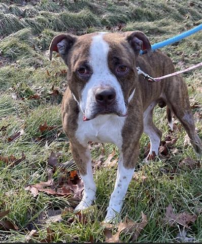 adoptable Dog in Greensboro, NC named MAX