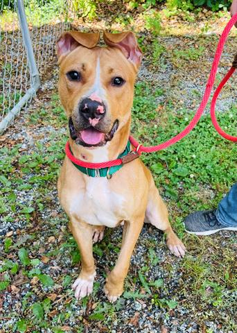 adoptable Dog in Greensboro, NC named GILL