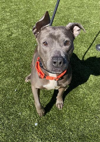 adoptable Dog in Greensboro, NC named LEXA