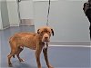adoptable Dog in greensboro, NC named ROCKET