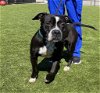 adoptable Dog in greensboro, NC named TYSON