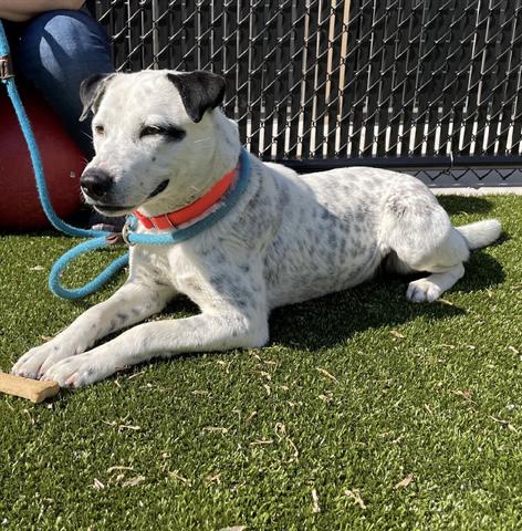 adoptable Dog in Greensboro, NC named KINDER