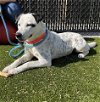 adoptable Dog in greensboro, NC named KINDER