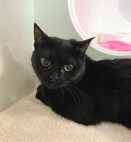 adoptable Cat in Greensboro, NC named KLEO