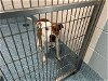 adoptable Dog in greensboro, NC named TEO