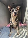 adoptable Dog in greensboro, NC named SASHA