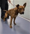 adoptable Dog in greensboro, nc, NC named EDDIE