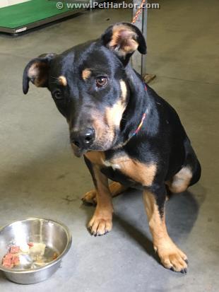 adoptable Dog in Greensboro, NC named QUEENIE