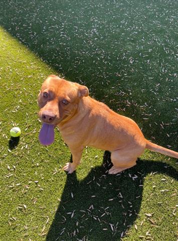 adoptable Dog in Greensboro, NC named TIZZLE