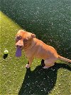 adoptable Dog in greensboro, NC named TIZZLE