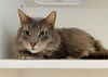 adoptable Cat in Greensboro, NC named GRAY