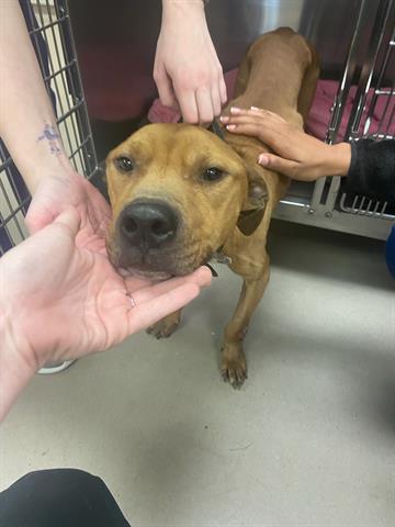 adoptable Dog in Greensboro, NC named GORDO