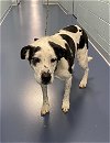 adoptable Dog in , NC named COW GIRL