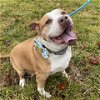 adoptable Dog in greensboro, NC named TAYLOR