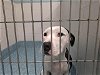 adoptable Dog in greensboro, NC named KOVA