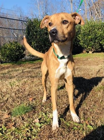 adoptable Dog in Greensboro, NC named RUDY