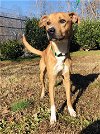 adoptable Dog in greensboro, NC named RUDY