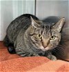 adoptable Cat in greensboro, NC named PHOENIX