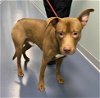 adoptable Dog in , NC named DIOR