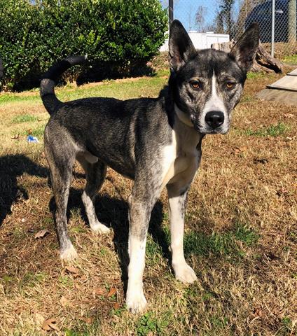 adoptable Dog in Greensboro, NC named RINTIN