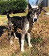 adoptable Dog in greensboro, NC named RINTIN