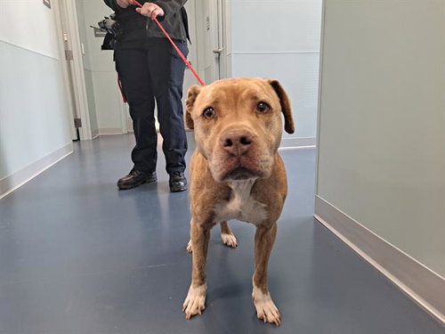 FRENCH TOAST - Pit Bull Terrier available for adoption