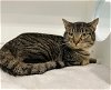 adoptable Cat in greensboro, NC named ZACK