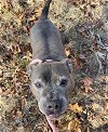 adoptable Dog in greensboro, NC named SHERMAN