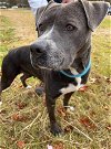 adoptable Dog in greensboro, NC named PAIGE