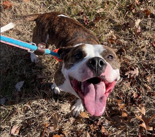 adoptable Dog in Greensboro, NC named IVY