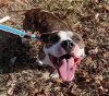adoptable Dog in greensboro, NC named IVY
