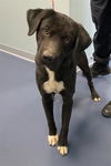 adoptable Dog in Greensboro, NC named GAGE