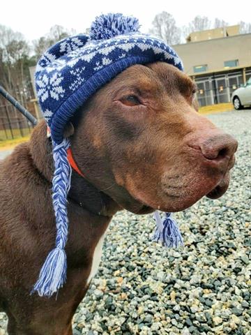 adoptable Dog in Greensboro, NC named HONCHO