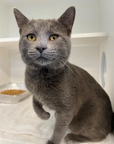 adoptable Cat in Greensboro, NC named ANDY