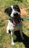 adoptable Dog in greensboro, NC named MITCH