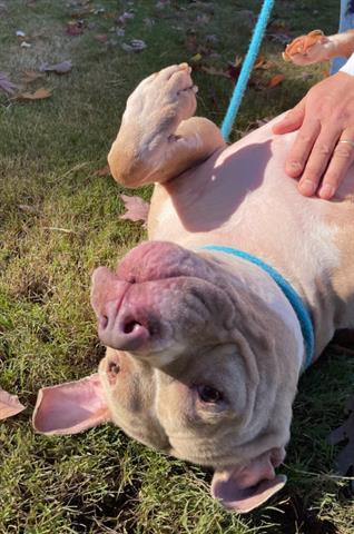 adoptable Dog in Greensboro, NC named REGGY